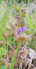 Glechoma hederacea