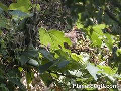 Pterorhinus sannio