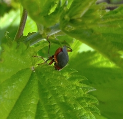 Cantharis rustica