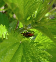 Cantharis rustica