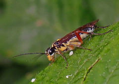 Pachyprotasis variegata