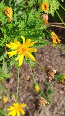 Euryops pectinatus