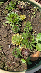 Sempervivum tectorum