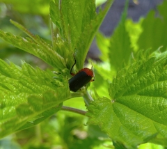 Cantharis rustica