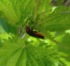 Cantharis rustica