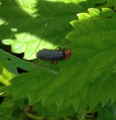 Cantharis rustica