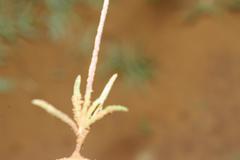 Silene vivianii subsp. vivianii image