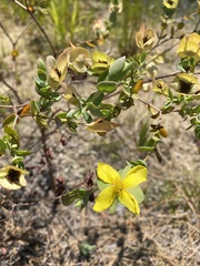 Hypericum crux-andreae