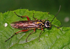 Pachyprotasis variegata
