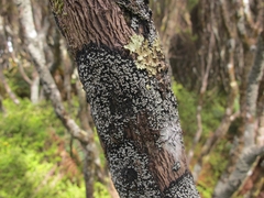 Pannaria implexa