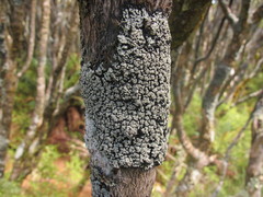 Pannaria implexa