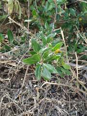 Phillyrea latifolia media