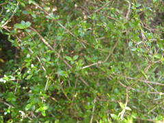 Coprosma ciliata