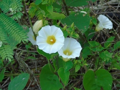 Ipomoea corymbosa