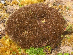 Centrolepis ciliata
