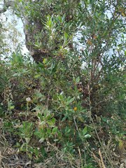 Phillyrea latifolia media