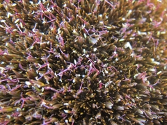 Centrolepis ciliata