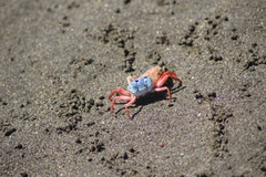 Leptuca stenodactylus