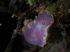 Felimida purpurea