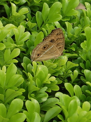 Junonia almana