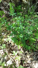 Galium sylvaticum