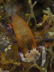 Gnathophyllum elegans