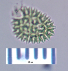 Hydrodictyaceae