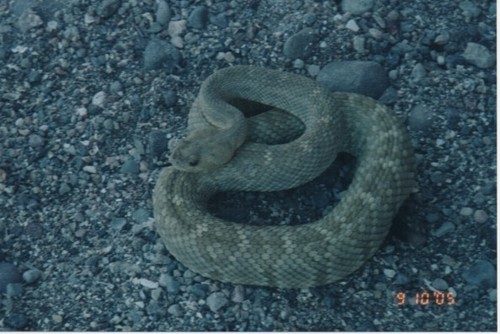 Photo of a San Esteban Island Rattlesnake (Crotalus estebanensis)