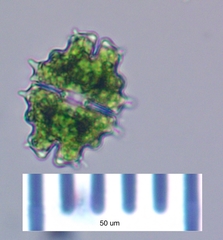 Euastrum divaricatum