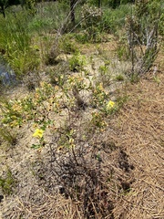 Hypericum crux-andreae