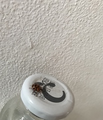 Harmonia axyridis