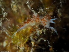 Flabellina dushia