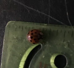 Harmonia axyridis