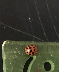 Harmonia axyridis
