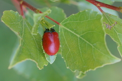 Chrysomela populi