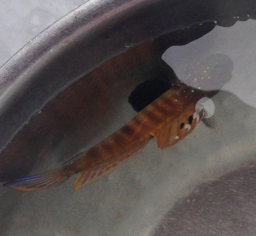 Peacock shrimpgoby (Cryptocentrus pavoninoides) — Gobiidae — 3