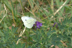 Pieris rapae