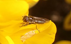 Platycheirus albimanus