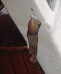 Cryptocentrus pavoninoides