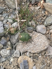 Chlorochroa juniperina