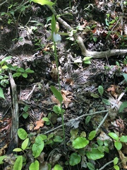 Cleistesiopsis bifaria
