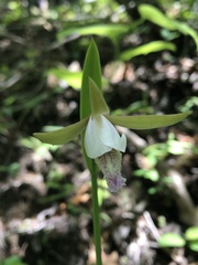Cleistesiopsis bifaria