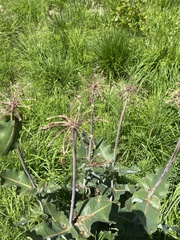 Asclepias amplexicaulis