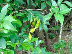 Lonchocarpus lanceolatus