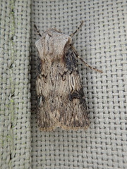 Agrotis puta