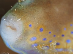 Canthigaster capistrata