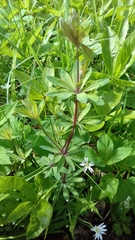 Galium sylvaticum