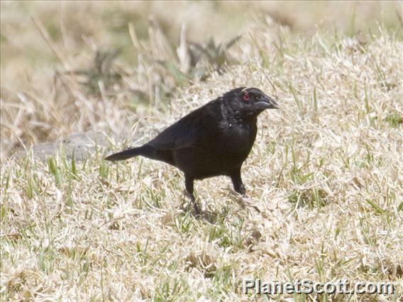 Tordo Ojos Rojos Desde Lerma Marshes Eldomingo De Febrero De De Scott Bowers See