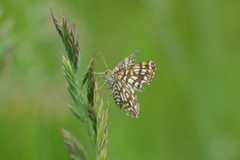 Chiasmia clathrata