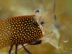 Gnathophyllum elegans